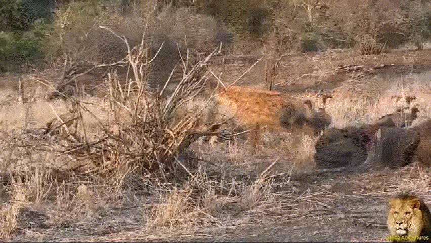 唯一能和狮子抗衡的动物,唯一敢和狮子正面硬刚的动物