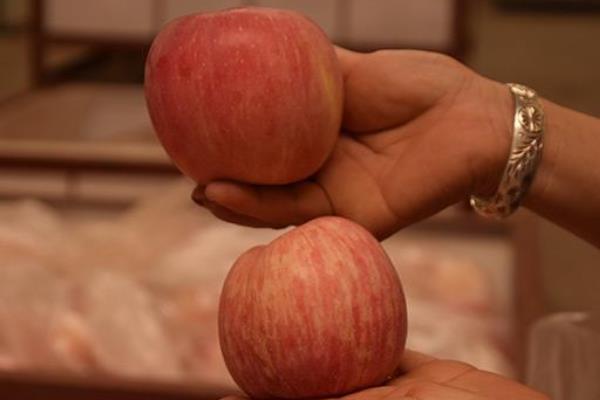 陕西洛川苹果怎么样,陕西洛川苹果好吃吗
