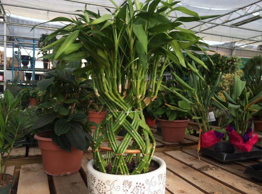 富贵竹会招蚊虫吗,富贵竹有蚊子怎么治