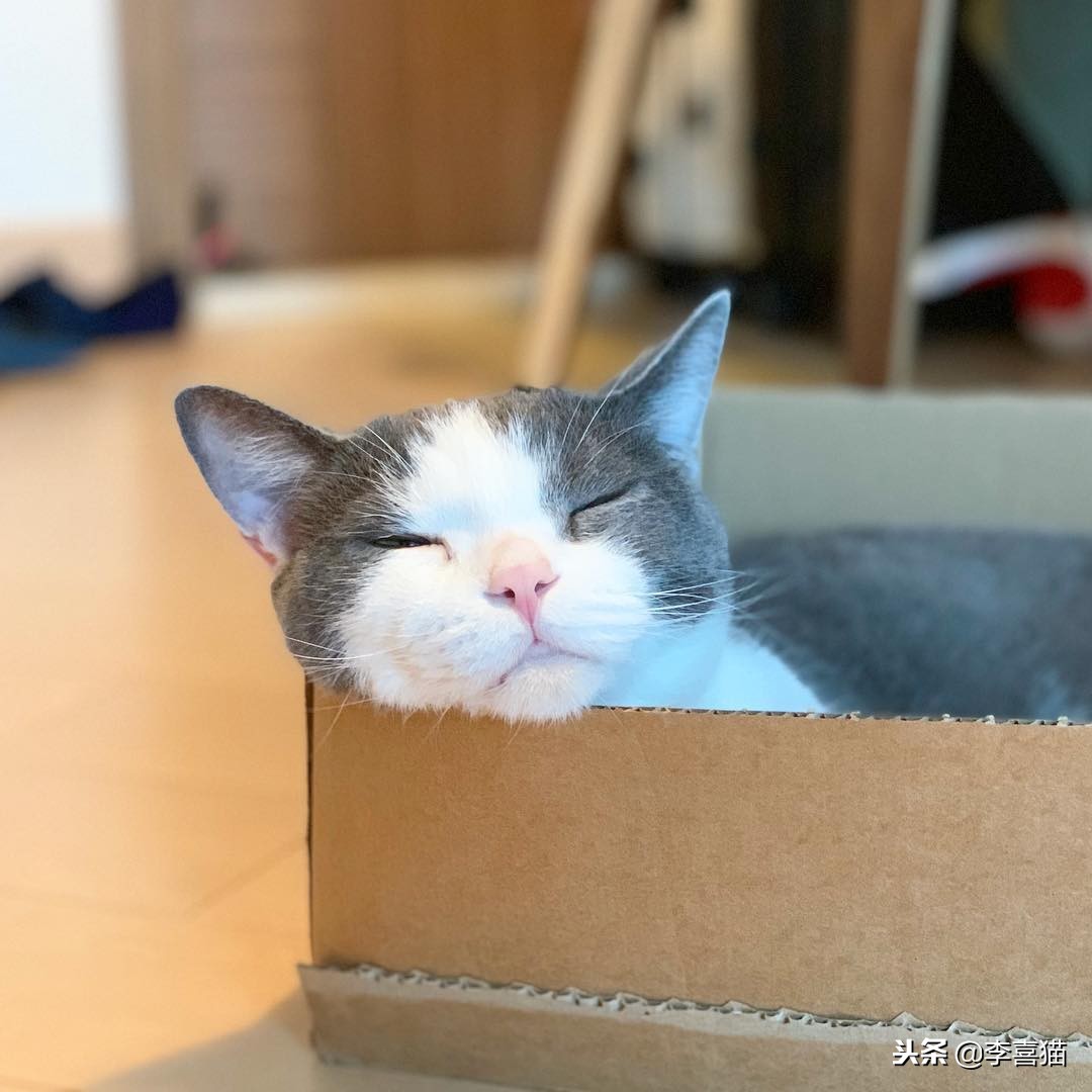 猫咪怀孕生娃铲屎官不能粗心，掌握这些技巧可以妥善照顾好猫妈妈