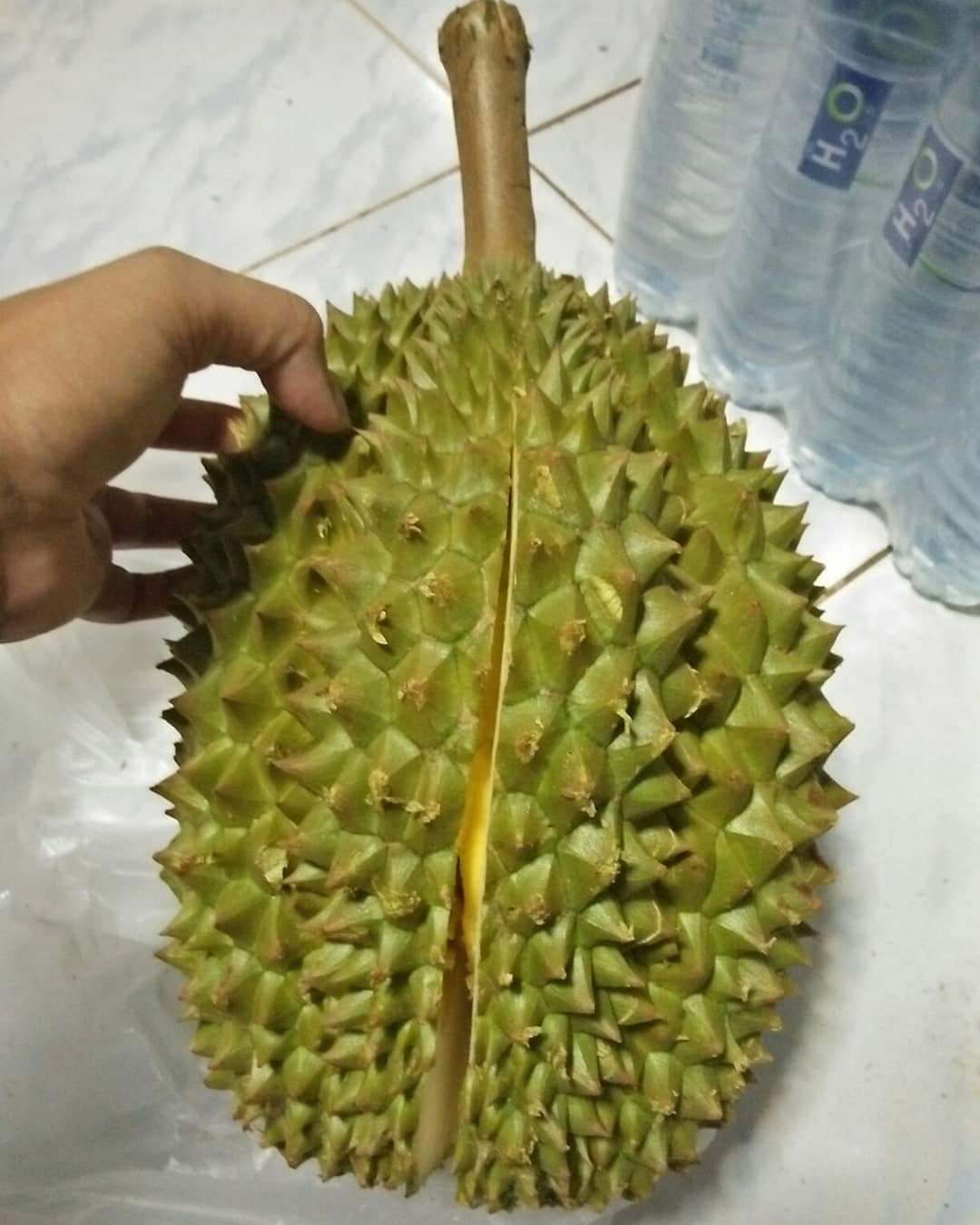 榴莲品种d13,泰国榴莲d197是什么品种