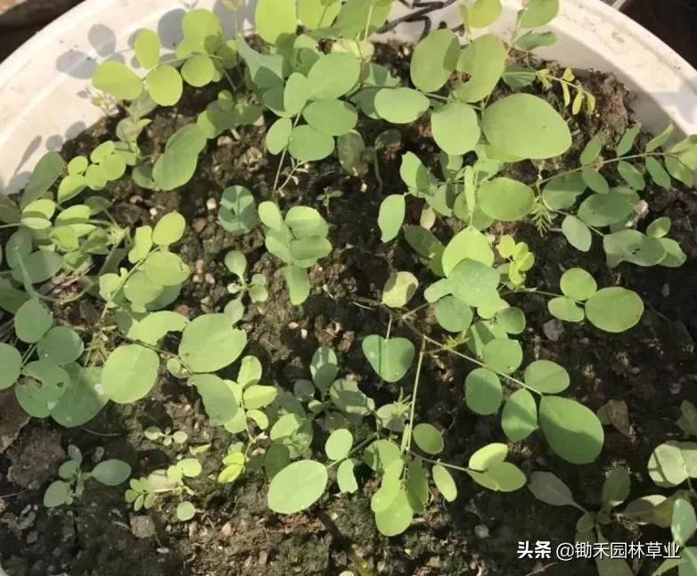 适合盐碱地的植物有哪些,绿化草耐旱品种