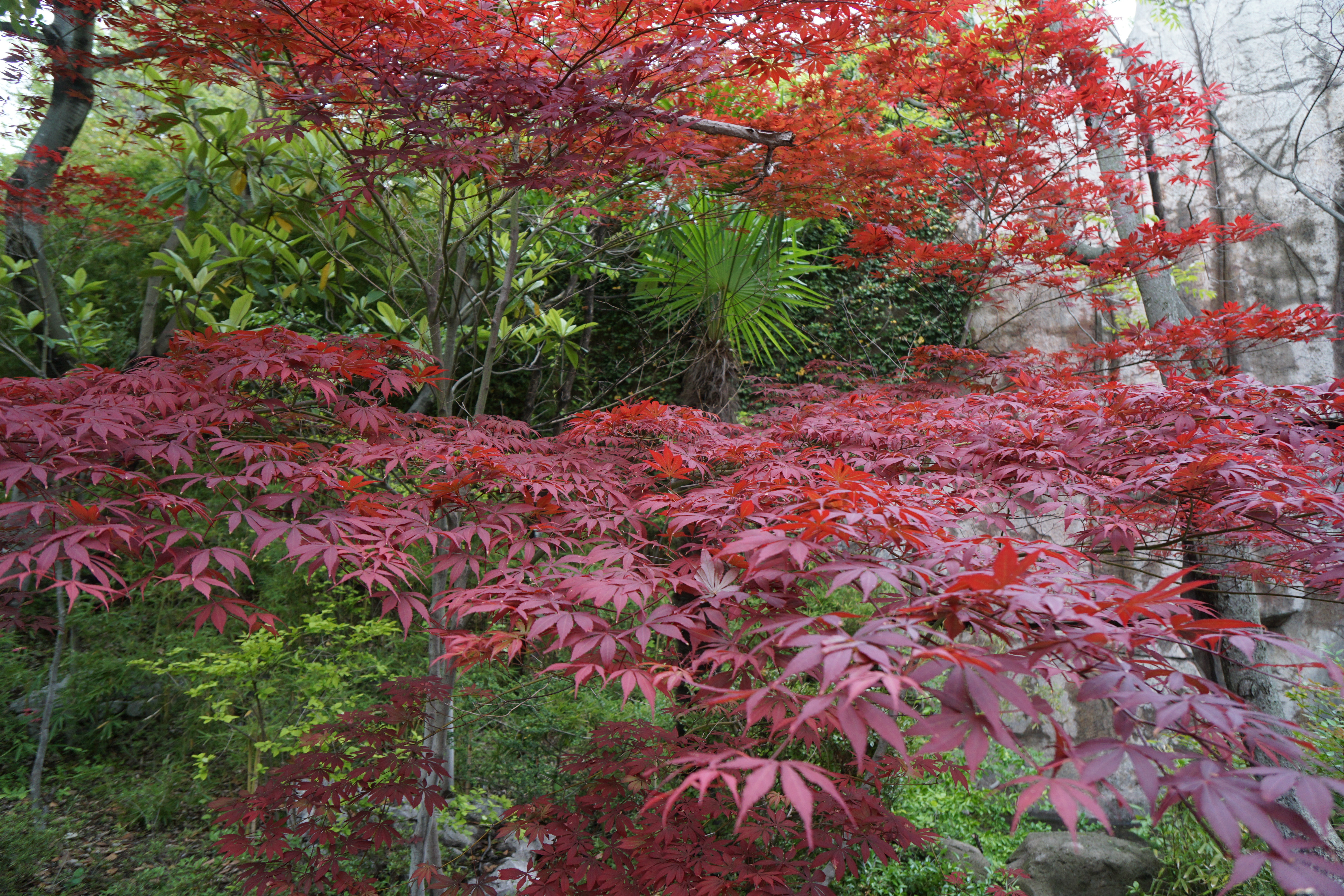 谁为《威海卫》谱曲（20-169）