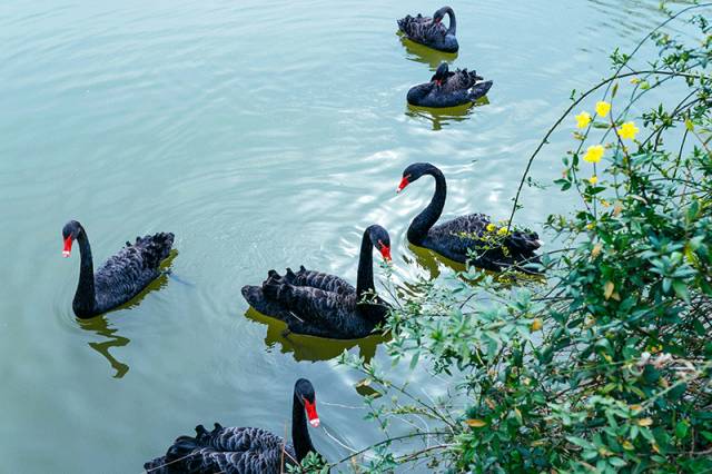 武汉未来10年重点发展哪个片区,武汉未来升值空间最大的片区