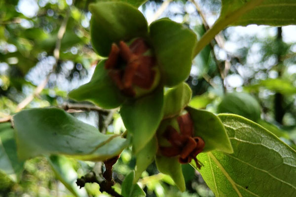 老柿子树主干太长咋处理,砍柿子树有什么讲究吗