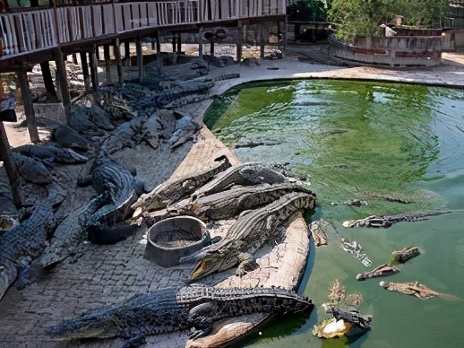 1亿只鳄鱼养殖场,做一个真正的鳄鱼养殖场