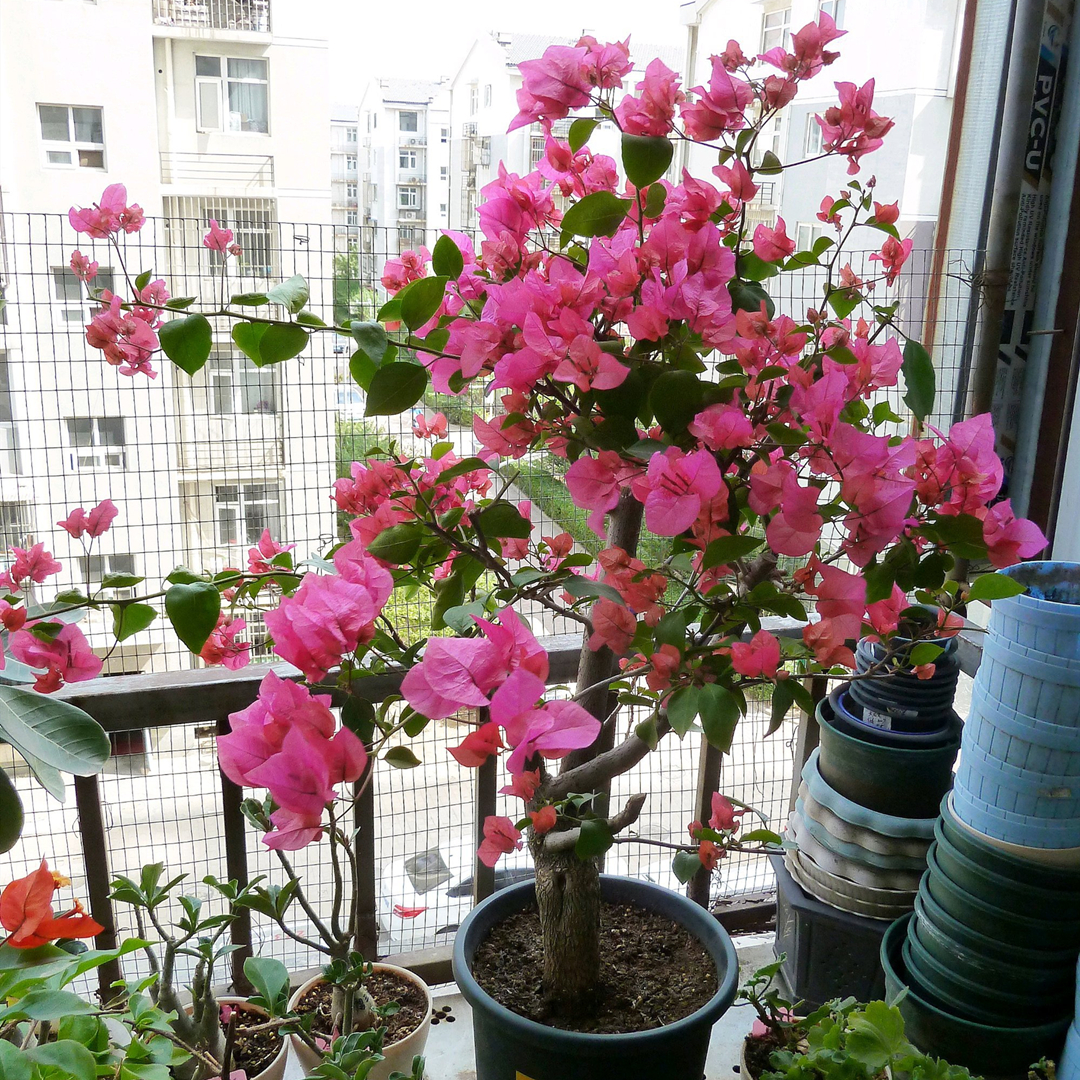 扦插花的快速生根法,哪些花卉可以用扦插的方法插活