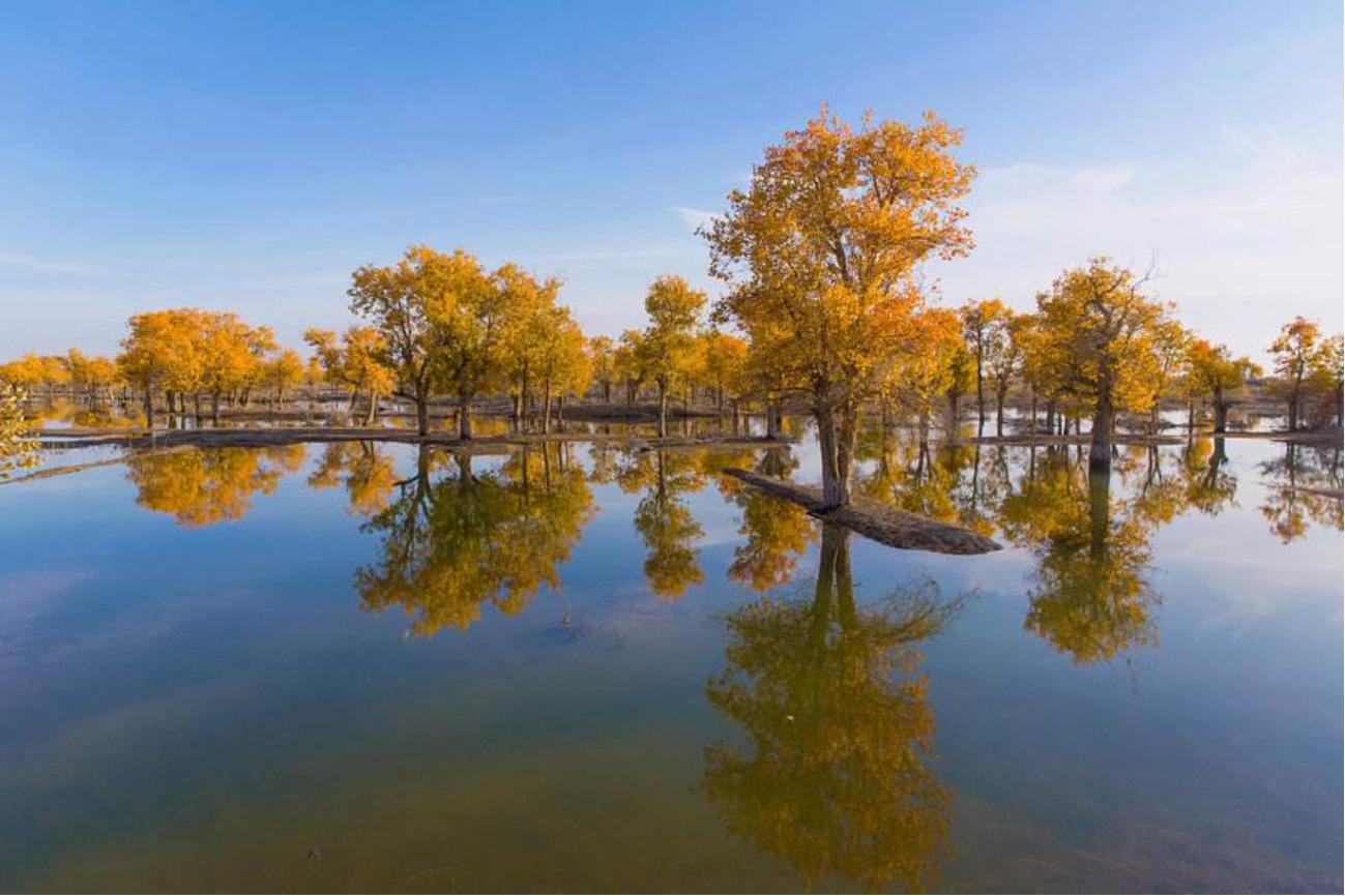 塔里木河沙漠绿洲,尉犁塔里木胡杨林自然保护区