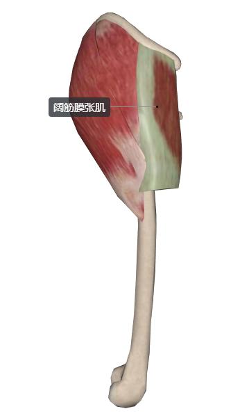 股内侧肌怎么拉伸放松,股外侧肌紧张怎么缓解