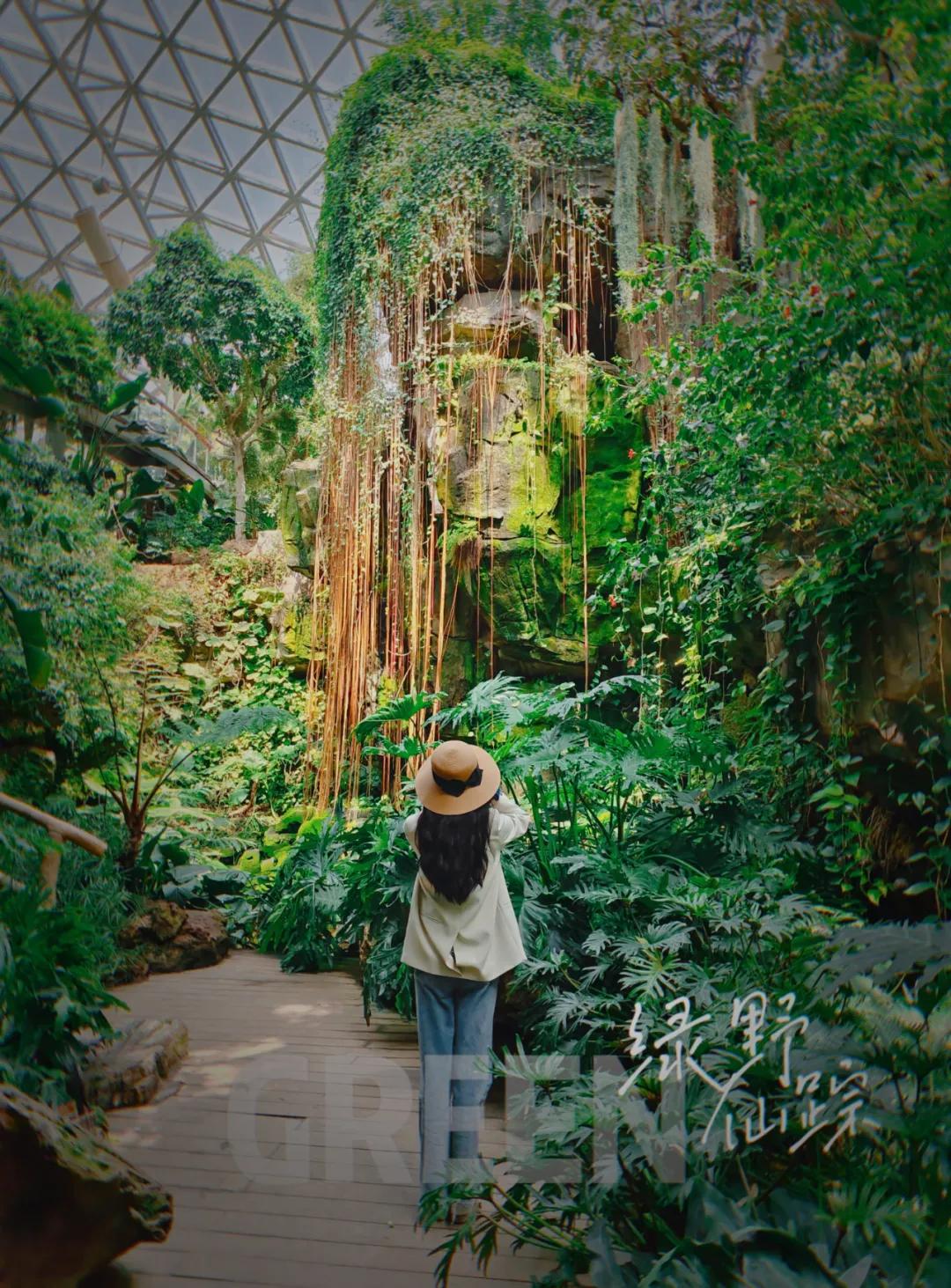 青岛粉黛花海拍照,青岛好看的拍照地怎么拍