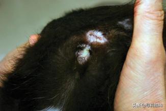 猫子宫蓄脓会造成白细胞偏低吗,猫子宫蓄脓用不用戴头套