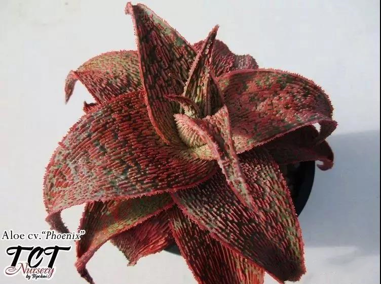 园艺观赏芦荟,园艺芦荟图鉴说明