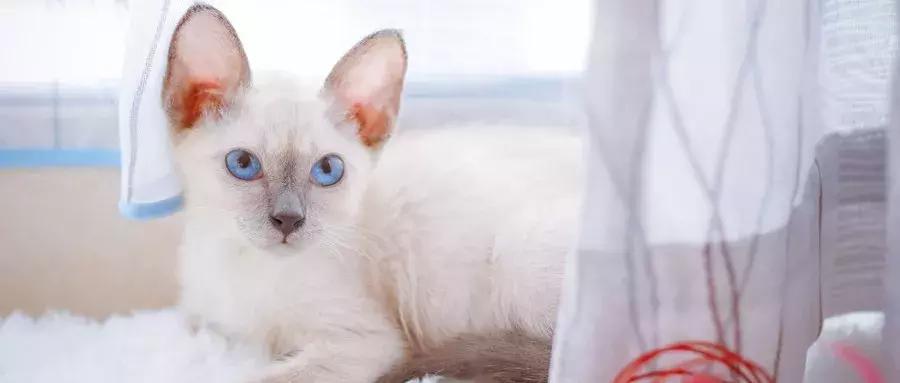 养狗预防老年抑郁症,养狗治抑郁症最好的药方