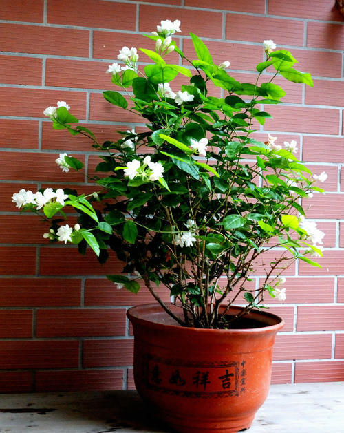 家养茉莉花施什么肥,家养茉莉花的养殖方法