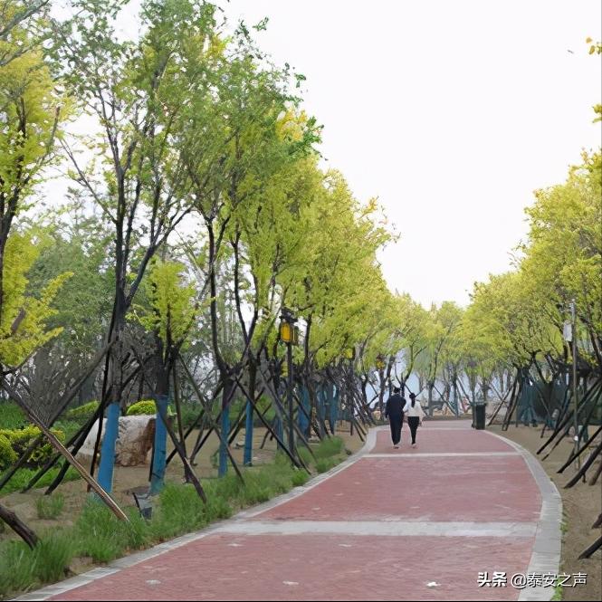 泰山西湖之春,泰山西湖人间仙境美如画