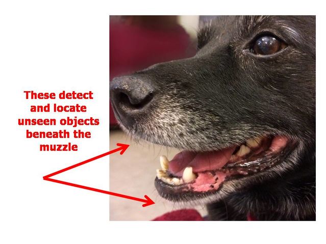 狗狗的胡子可以剪吗,狗狗的胡须有什么用可以剪吗