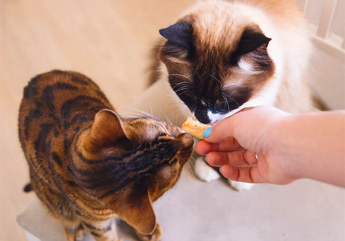 家里猫不愿意吃鱼,主人在家猫不吃不喝不上厕所
