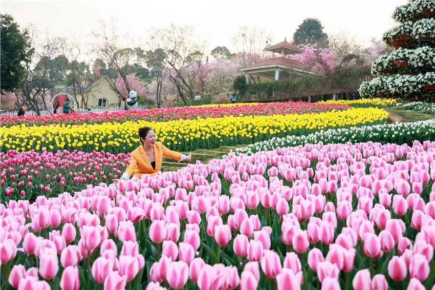 漫花庄园亿朵白樱花绚烂绽放啦，这些樱花的起源你真的知道吗？