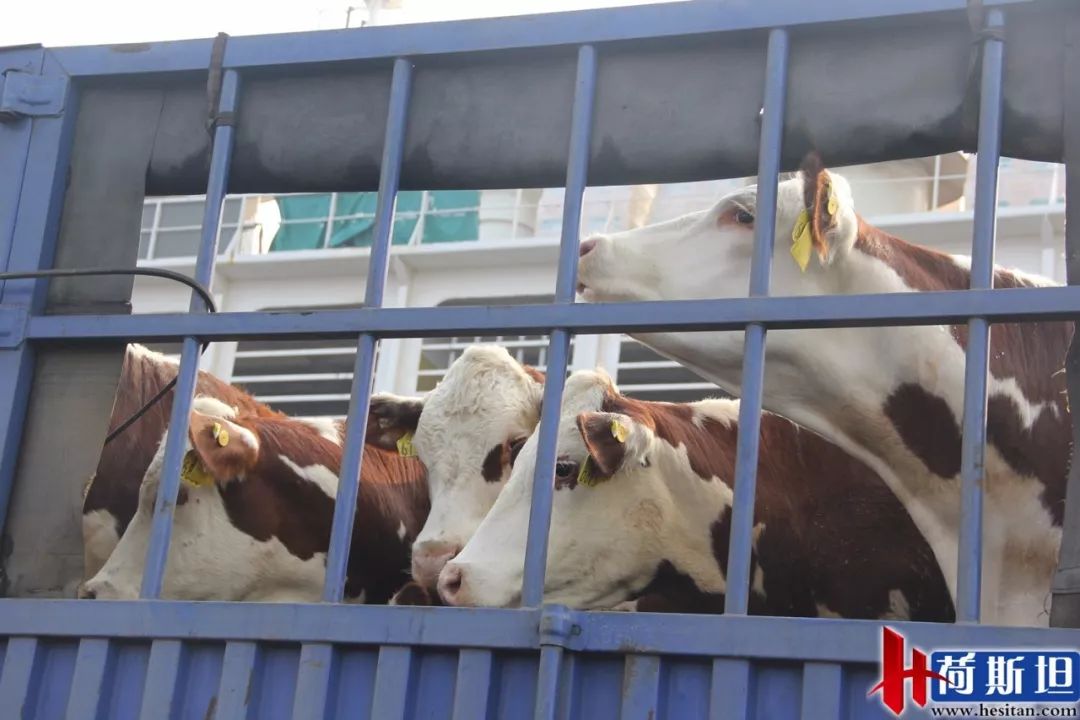 6000多头“澳妞”登陆京唐港中澳贸易即将零关税安格斯关税直降2%