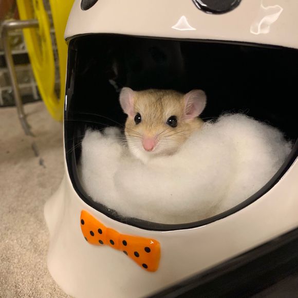 仓鼠会喂养自己的孩子吗,仓鼠可以当宠物吗