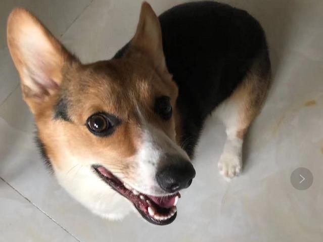 如何挑选颜值高的三色柯基,怎样挑选一个健康的柯基幼犬