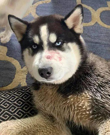 “五大惨象”揭露哈士奇打架没赢过还总爱挑挑衅的真理，殊途同归