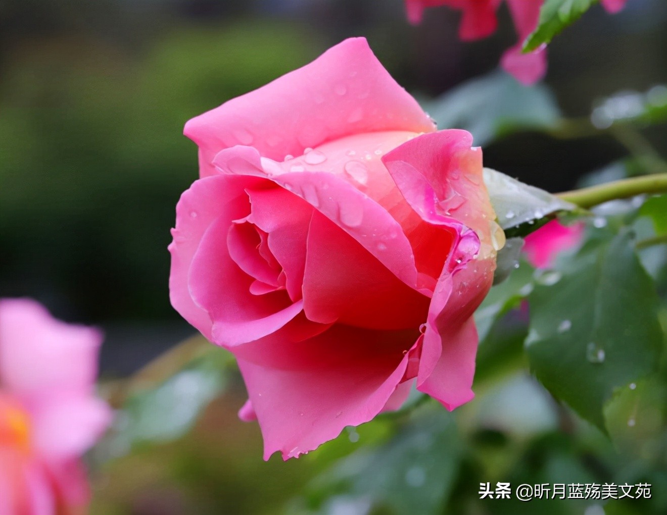 真爱难忘记，我牵挂你一生