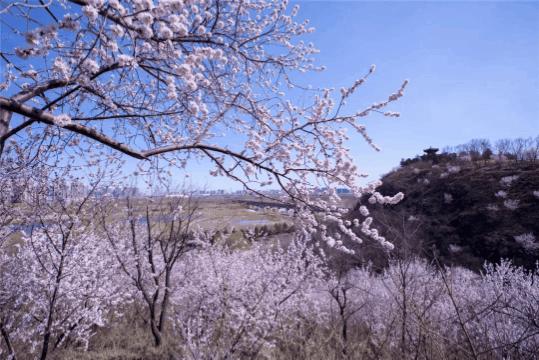 北京4月踏青的地方丰台区有哪些,丰台踏青好去处