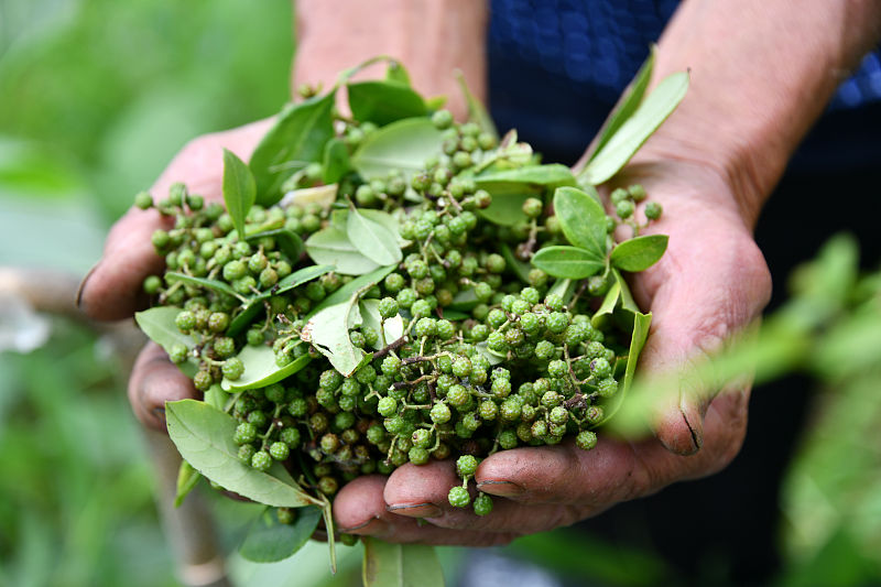 花椒苗的育苗方法,怎样育花椒苗出苗率高