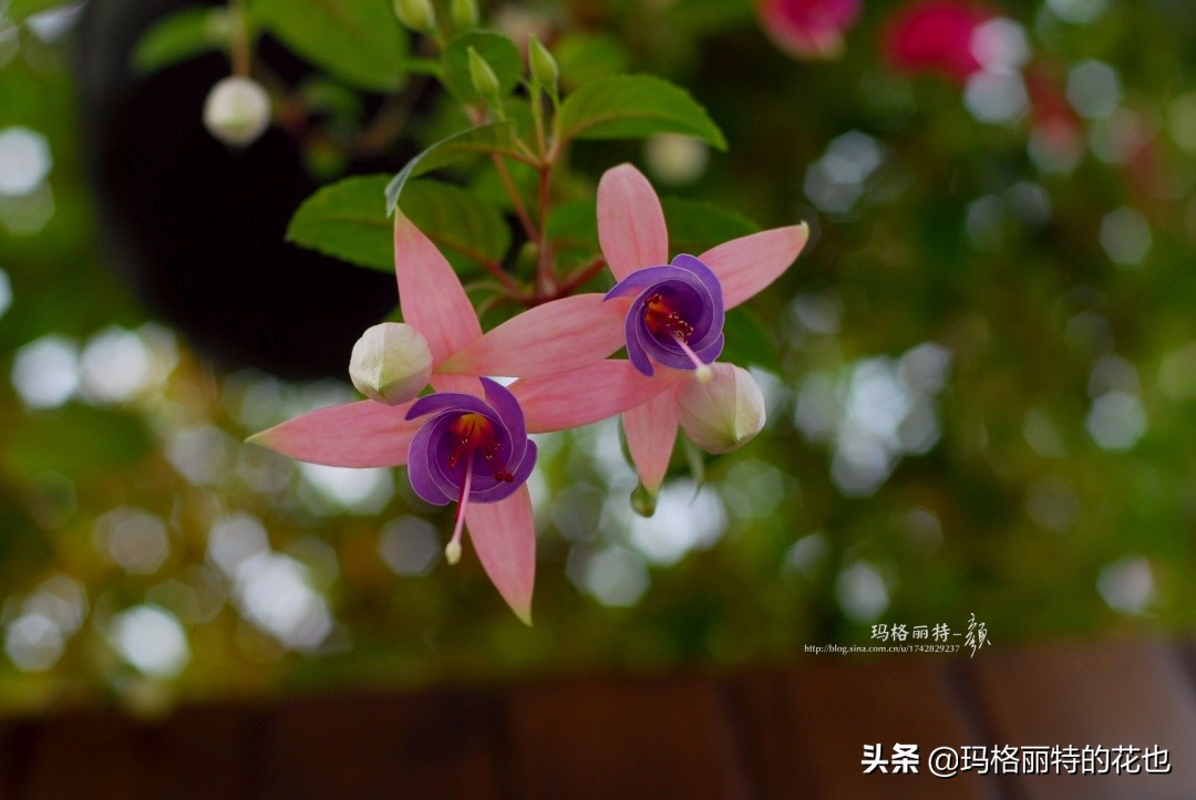 园丁金挂有排期吗,吊钟海棠怎么养护