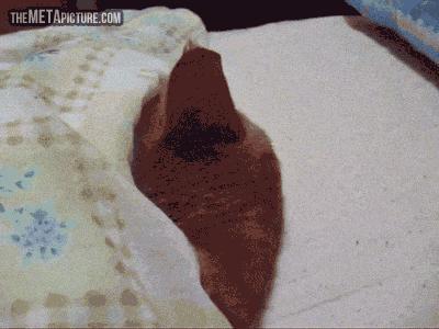 猫咪流口水怎么办呀,猫咪流口水很臭没精神