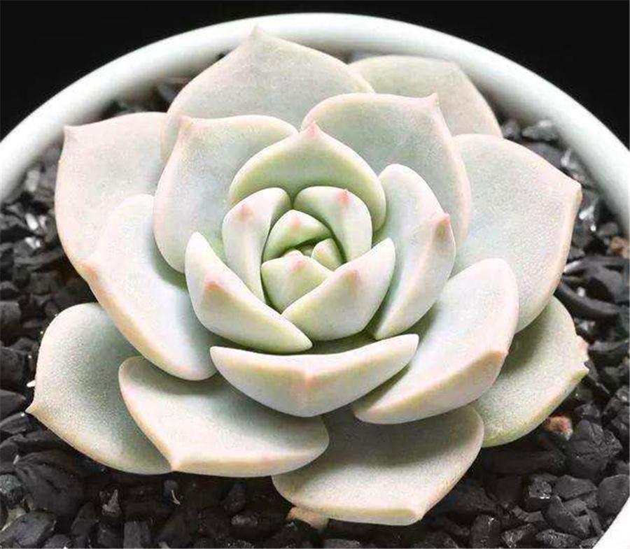 白牡丹多肉越来越白怎么回事,多肉白牡丹怎么度夏