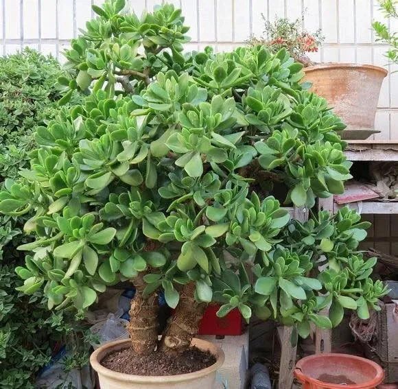 家里适合养花镇宅,懒人养花养什么树好养呢