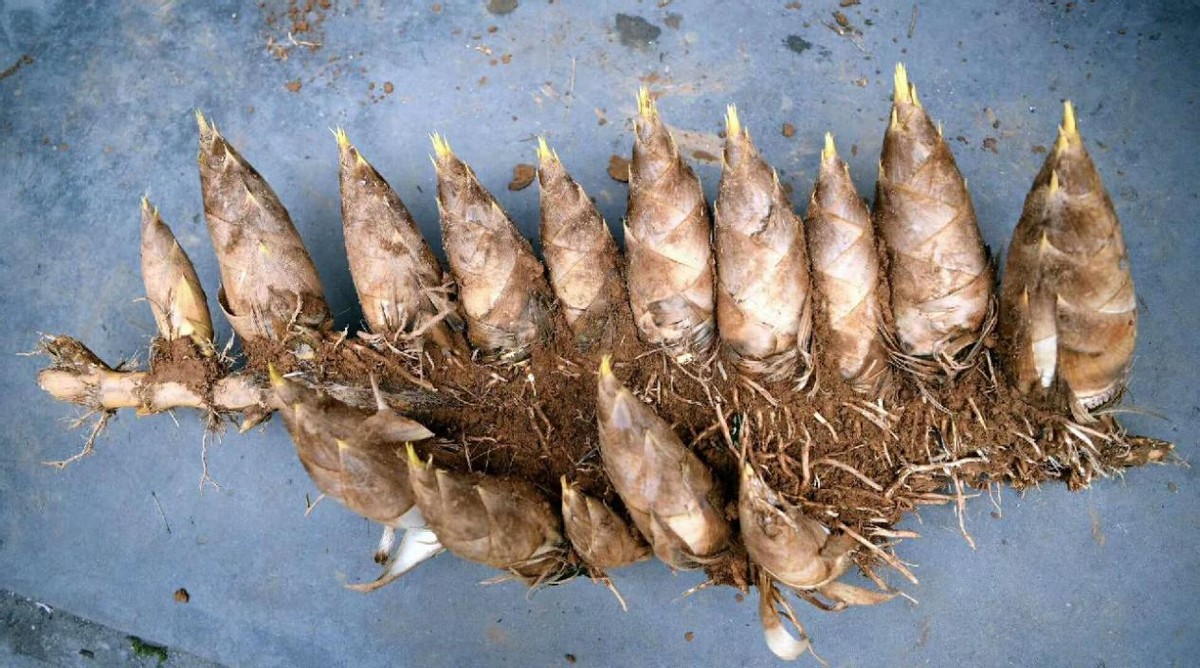 “竹子开花，马上搬家”，竹子开花真的预示有“大灾”要发生吗？