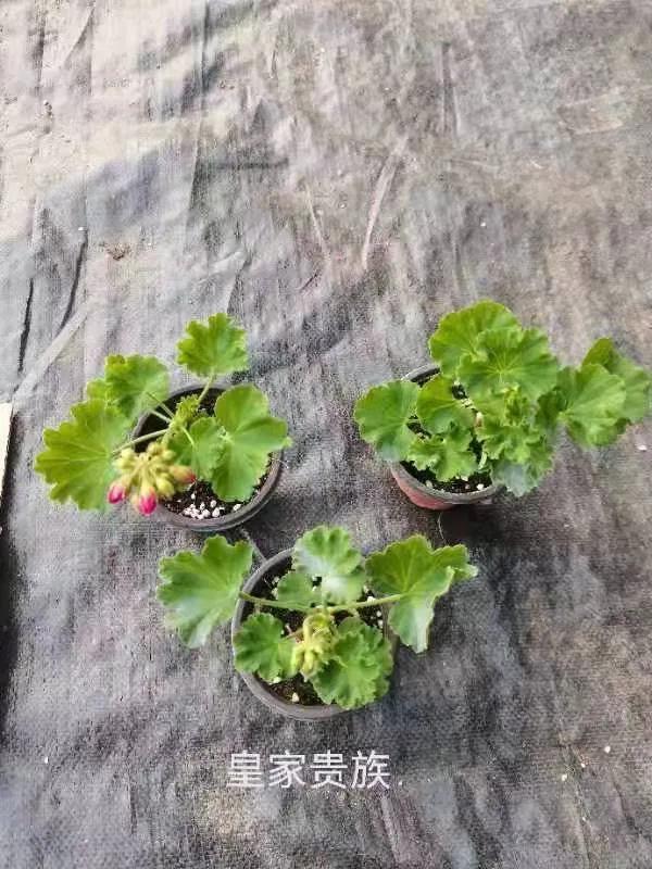 阳台天竺葵容易爆花品种,天竺葵最能开花的品种