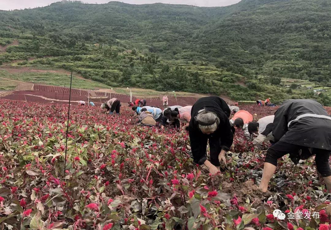 震撼500平巨幅国旗,巨型五星红旗升起