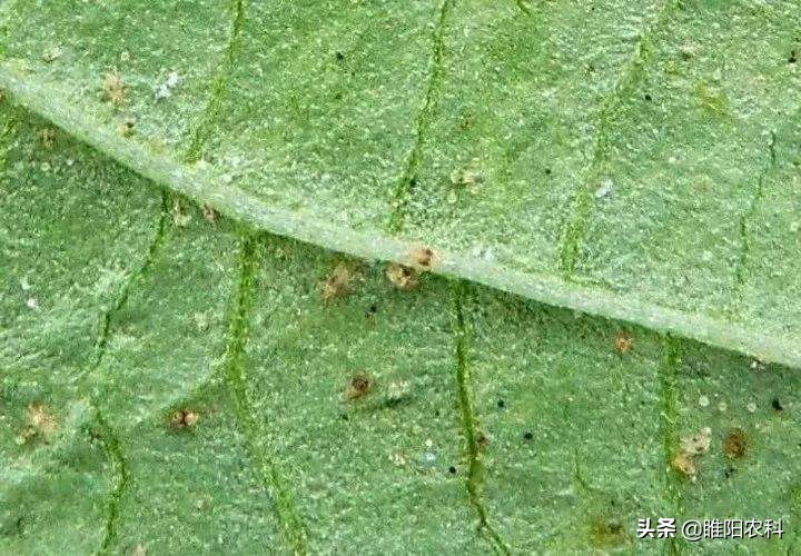 果树红蜘蛛怎么治,不用药怎样治疗果树的红蜘蛛