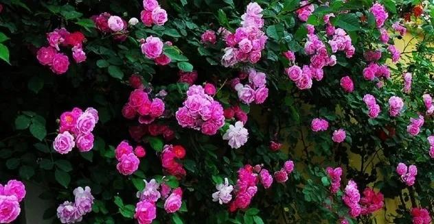 有关四月唯美的古诗词,四月古诗词名句