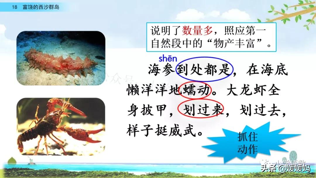 三年级第18课富饶的西沙群岛视频,三年级上册18富饶的西沙群岛笔记