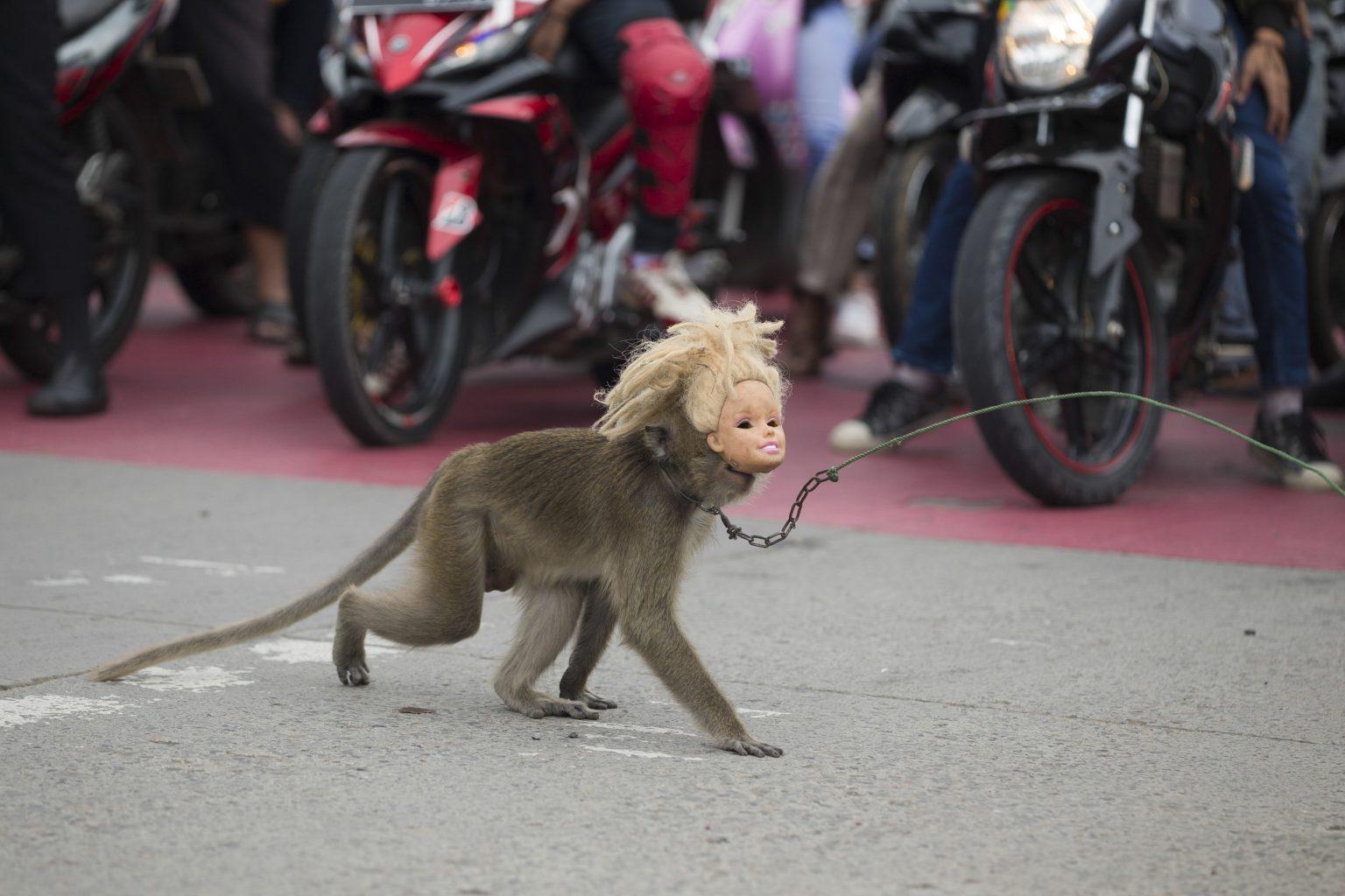 猴子500块一只,猴子50元一只