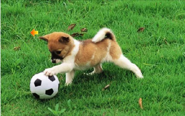 幼犬驱虫药过量会自愈吗,狗狗驱虫后的不良反应怎么处理