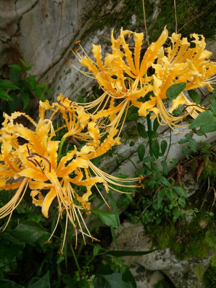 100种最毒的毒花,20种有毒的大毒花