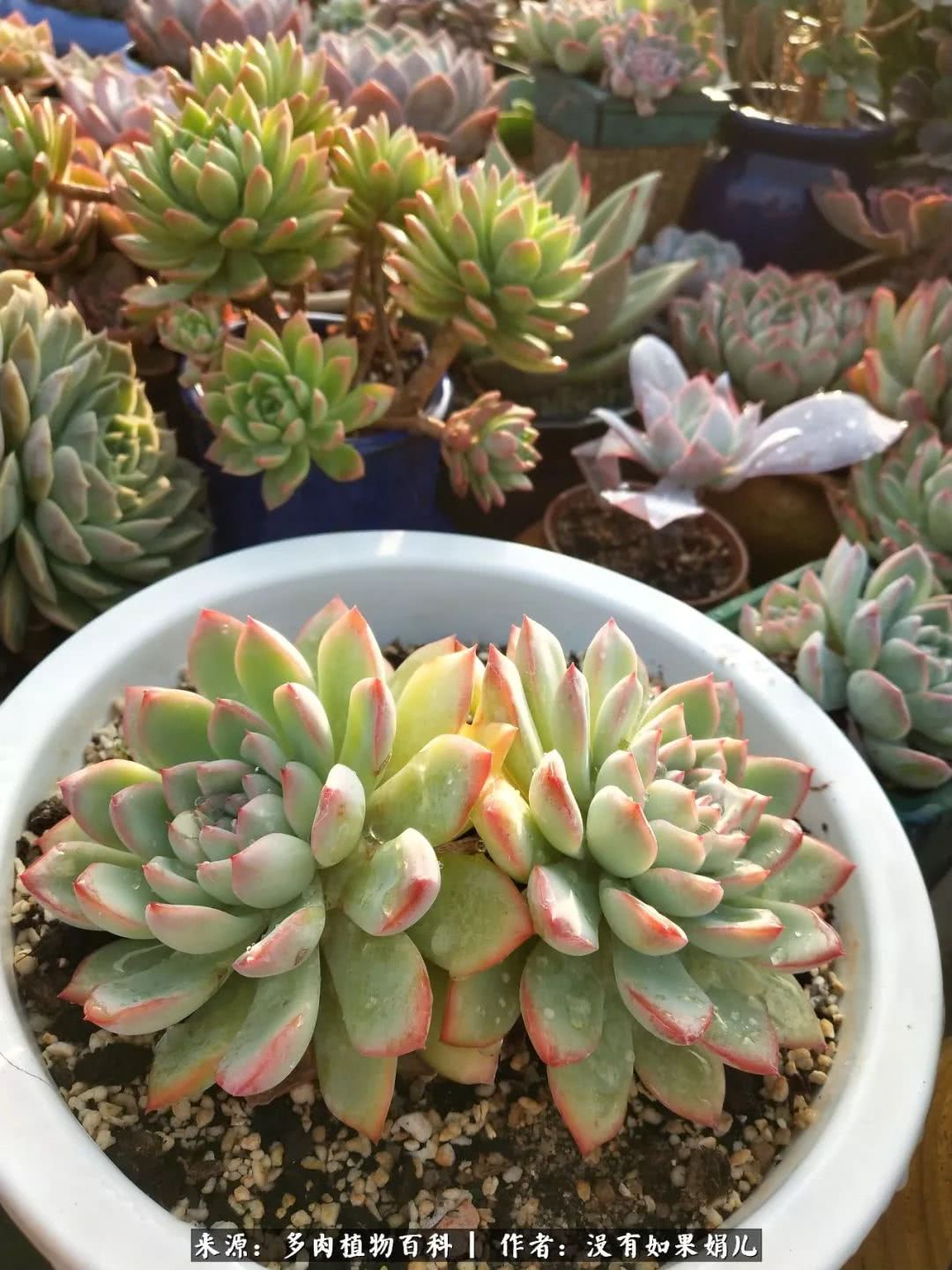 明人不说暗话，我为多肉而来！