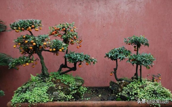 金弹子生桩来芽后能不能晒太阳,金弹子冬天缠膜后多久发芽