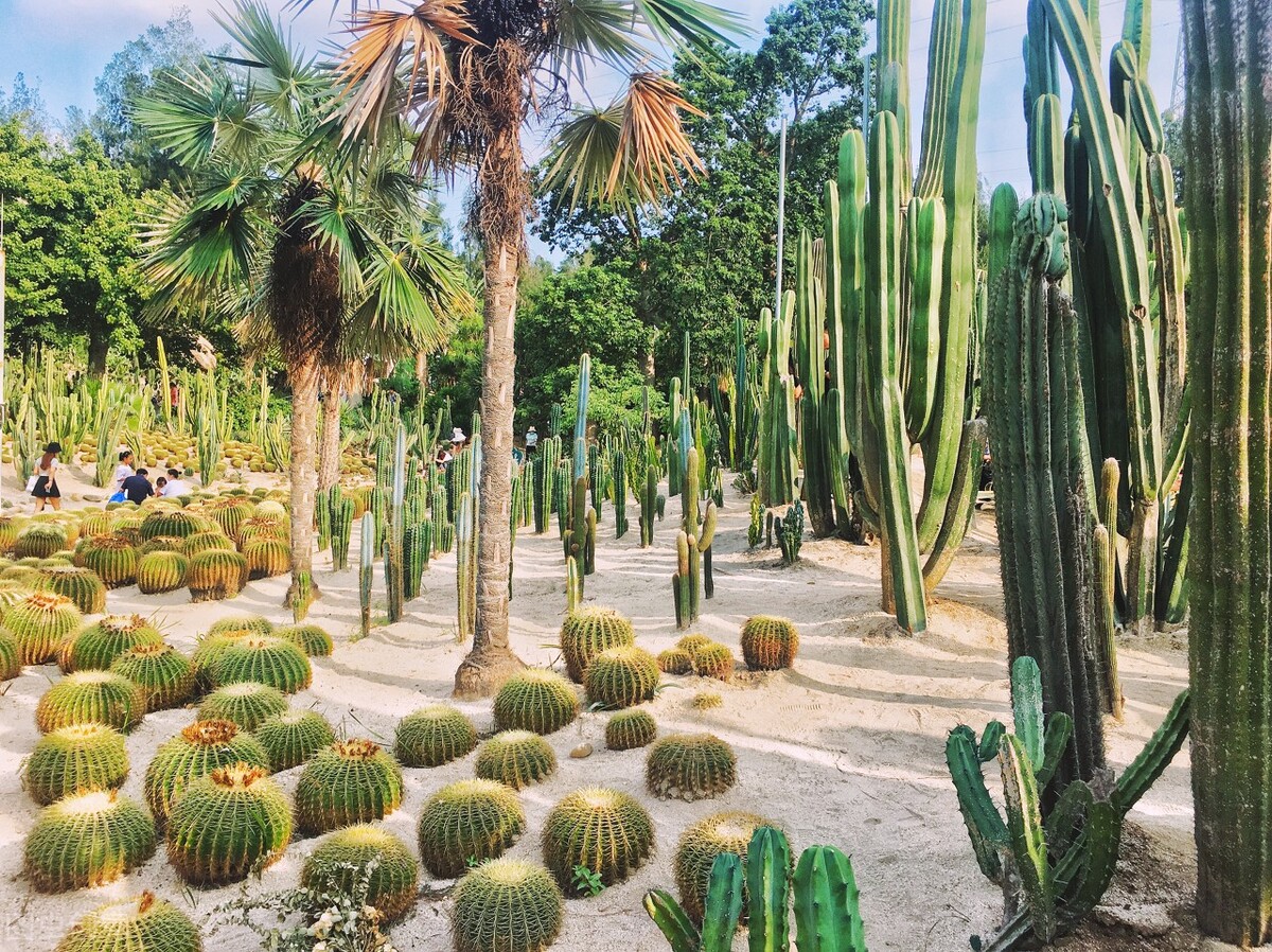 去厦门旅游必玩的十大景点,厦门旅游必去十大景点全攻略