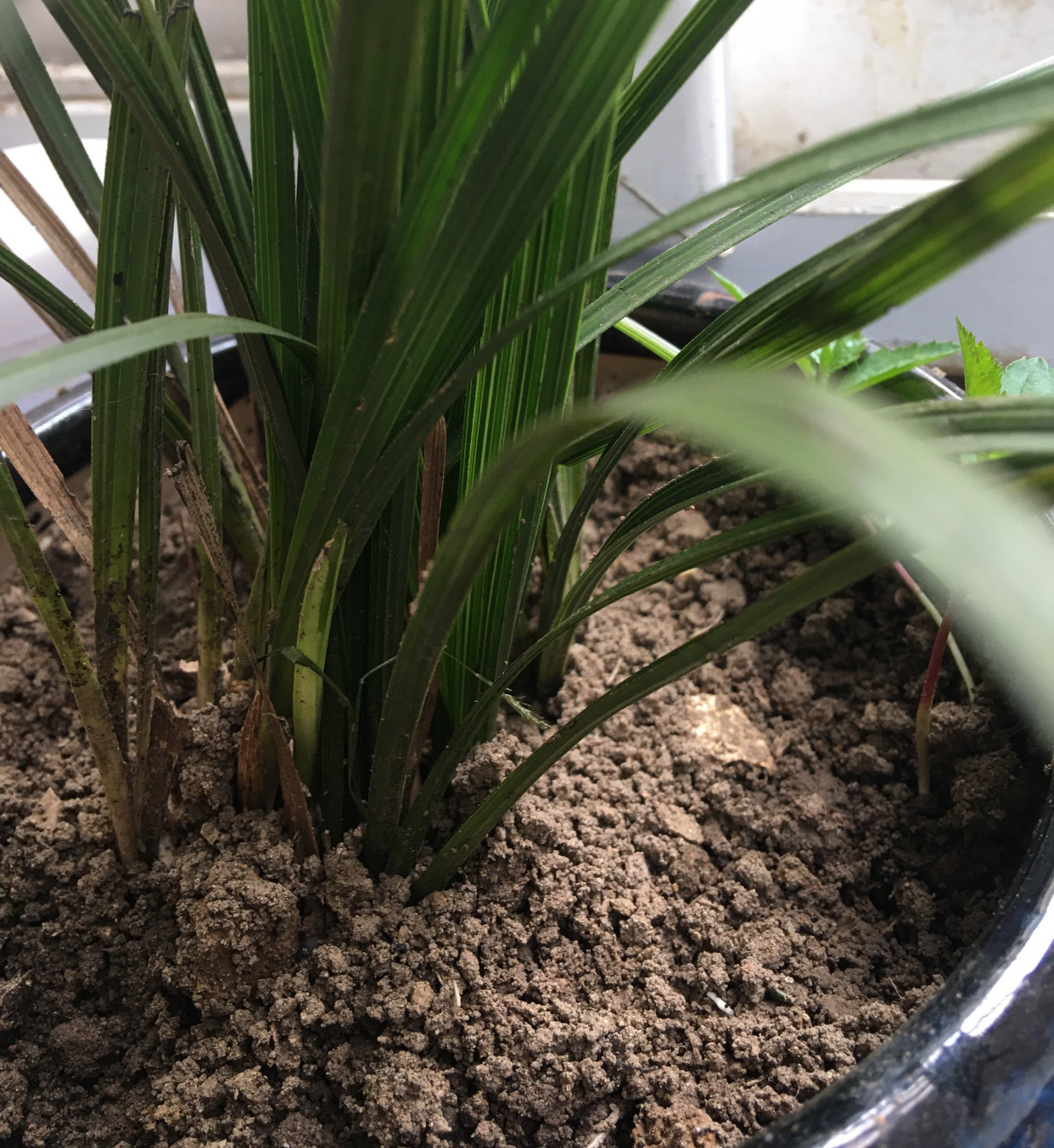 花盆里有白色小虫子还不怕水,花盆里有小虫子