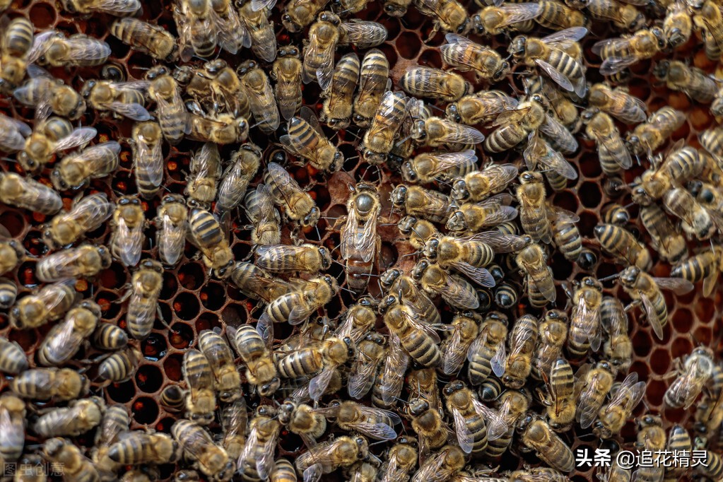 蜂群见卵不见子怎么处理,蜂群没有卵虫失王怎样处理