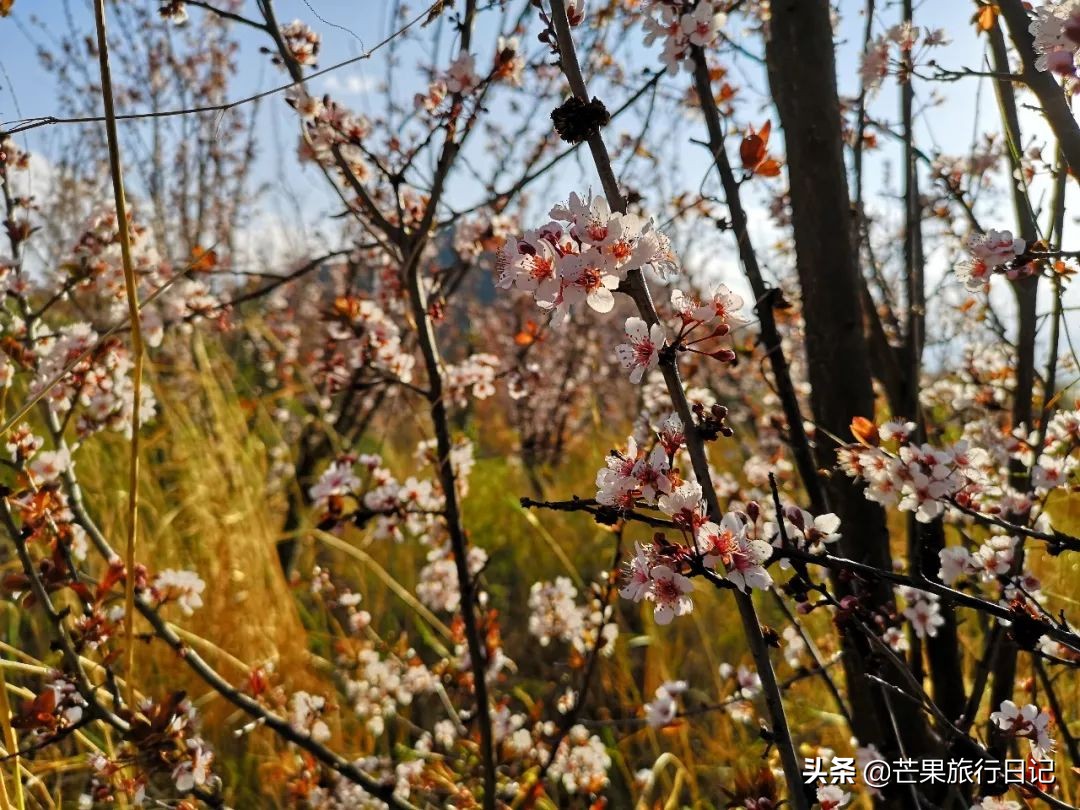 芒果旅游日记新疆攻略,从昆明到大理丽江旅行攻略