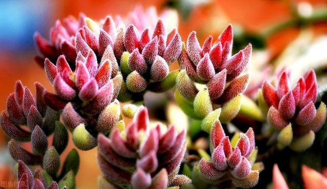 家里有这三种绿植花草的赶紧扔掉,家里一堆养花的盆