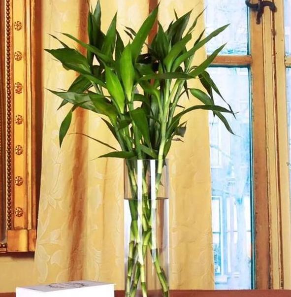 养花怎么养才能养根,养花先养根学一招就能撑爆盆